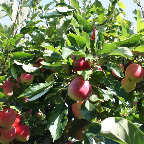 Zwerg-/Terrassenapfelbaum 'James Grieve'