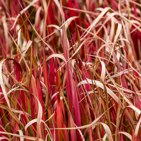 Uncinia 'Rubra', graminée ornementale 3L