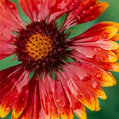Gaillardia - Orange Halo (Deckenblume)