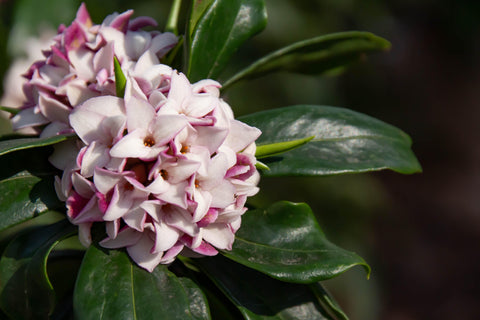 Daphne Perfume Princess 2L