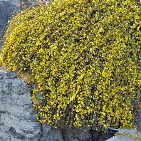 Winter Jasmine | Jasminum nudiflorum | Yellow 2L / 4L