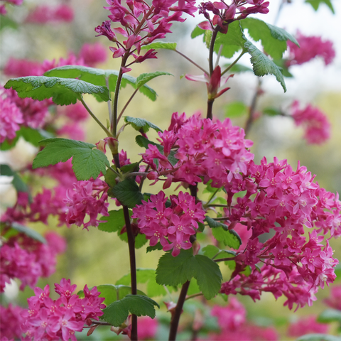 Ribes sanguineum 'King Edward VII' Flowering Currant 2L 30-40cm