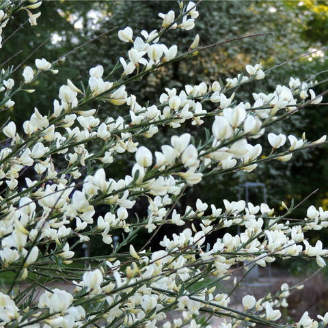 Cytisus (Ginster) – 'Weißer Löwe' 1L / 2L