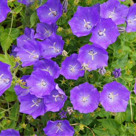 Campanula (Glockenblume) Pristar 'Deep Blue' 1,5L