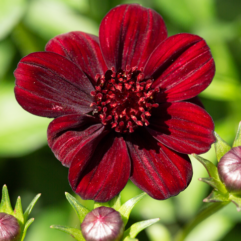 Cosmos 'Cherry Chocolate' 9cm
