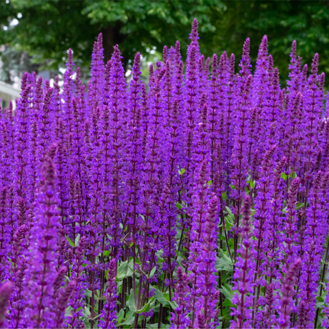 Salvia nemorasa 'Caradonna' 9cm / 2L