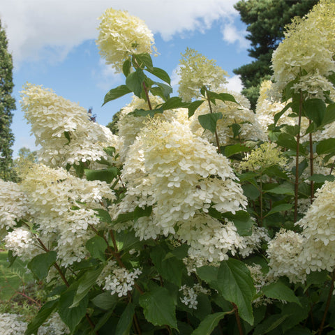 Hydrangea paniculata Grandiflora 1/2L/10L
