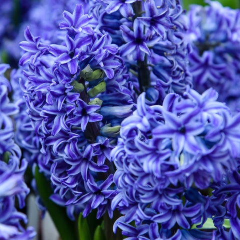 Jacinthes mélangées (3 bulbes)