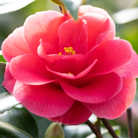 Camellia x Williamsi (Hybrid-Kamelie) 50-60 cm