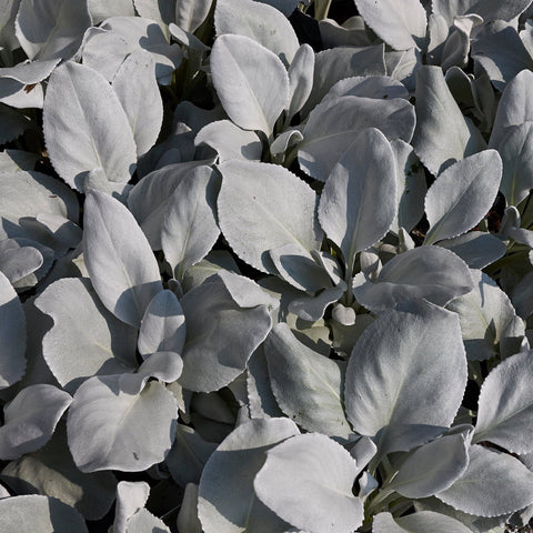 Senecio 'Angel Wings' Evergreen 9cm/2L/5L