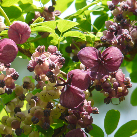 Akebia Quinata | Chocolate Vine | 60cm