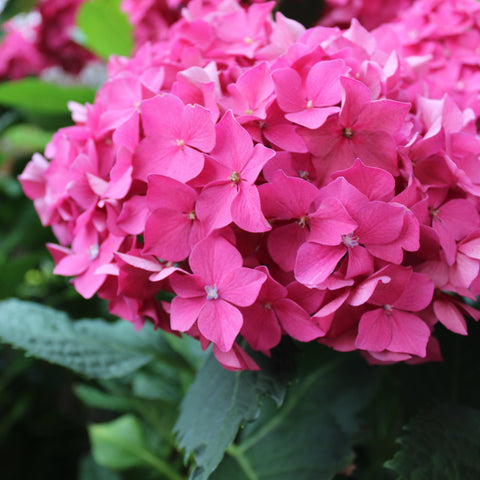 Dwarf Hydrangea | Hydrangea macrophylla 'Little Pink' 2L