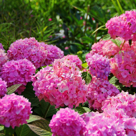 Hydrangea macrophylla 'Xian' 5L