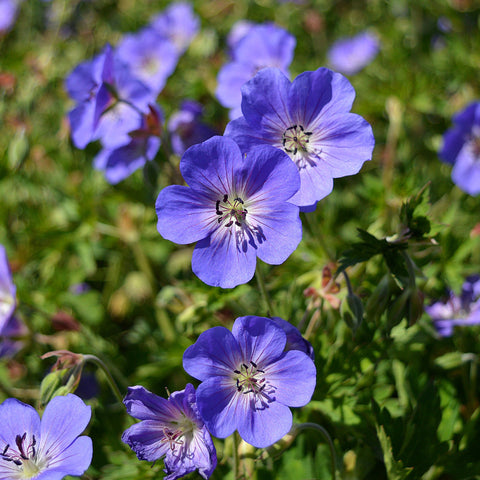 Geranie 'Rozanne' 9 cm / 2 l