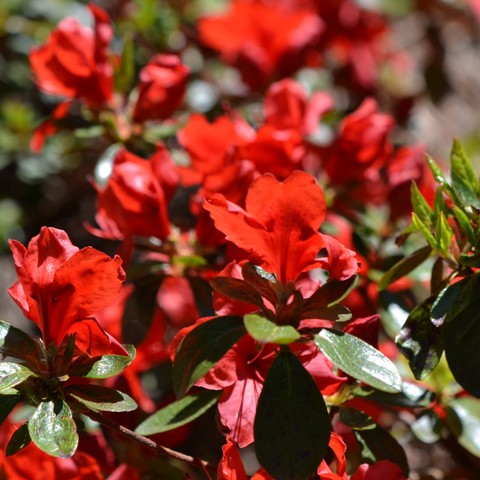 Azalea Florida 1,5 l / 5 l