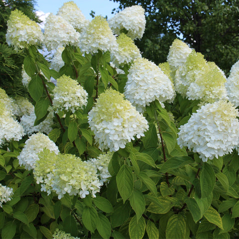 Hydrangea paniculata 'LimeLight’ Multistem Tree 12L-45L