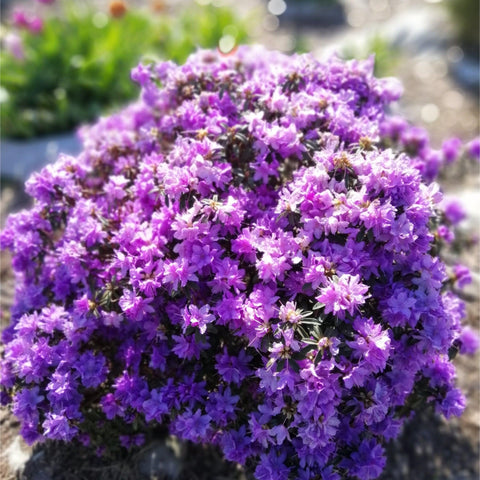 Rhododendron 'Azurika' 2L