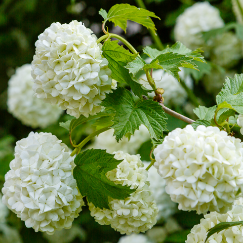 Viburnum opulus 'Roseum' (Schneeball) 9cm / 2L / 5L