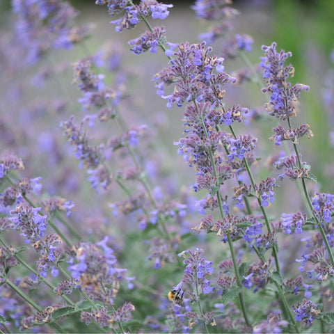 Nepeta Six Hills Giant 9cm/11cm/2L