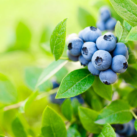 Blueberry 'Brigitta Blue' 2L