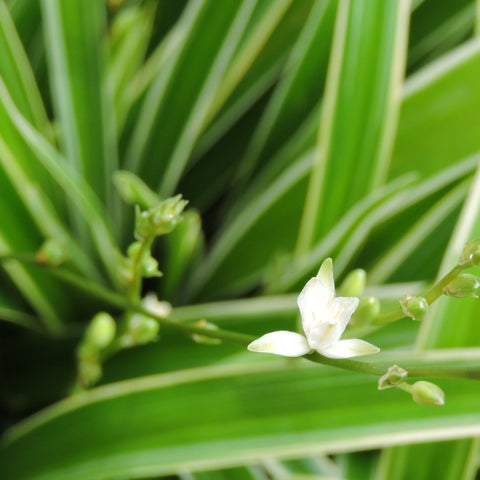 Chlorophytum variagata (Plante araignée) 25-30 cm