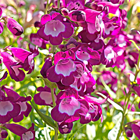 Penstemon 'Phoenix Magenta' 1,5 l