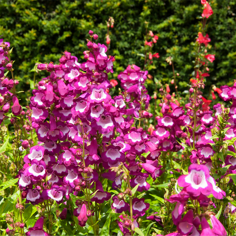 Penstemon 'Phoenix Magenta' 1,5 l