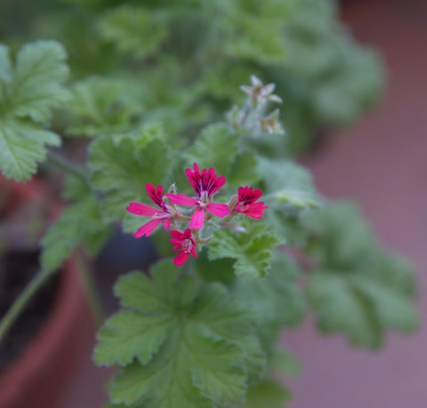 Duftpelargonie (Duftgeranie) 'Odorata Hazelnut' 1,5 l