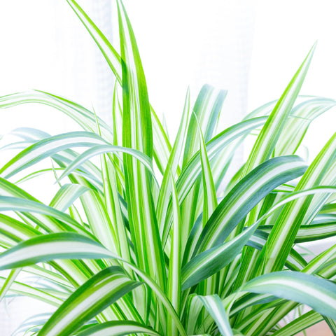 Chlorophytum variagata (Spider Plant) 25-30cm