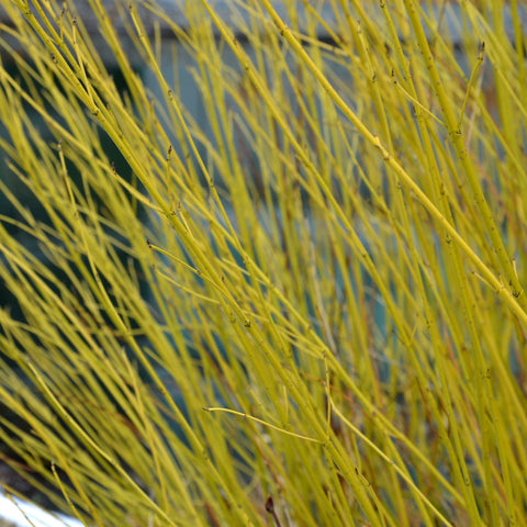 Cornus sericea 'Flaviramea' - Golden Twig Dogwood 3L