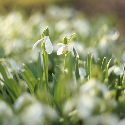 Snowdrops (16 Bulbs)