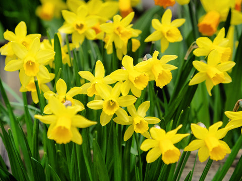 Narcissus 'Tête-à-tête' - Dwarf Scented Daffodil (8/16 Bulbs)