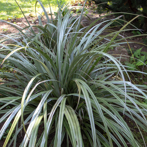 Astelia Chathamica Silber Speer 3L