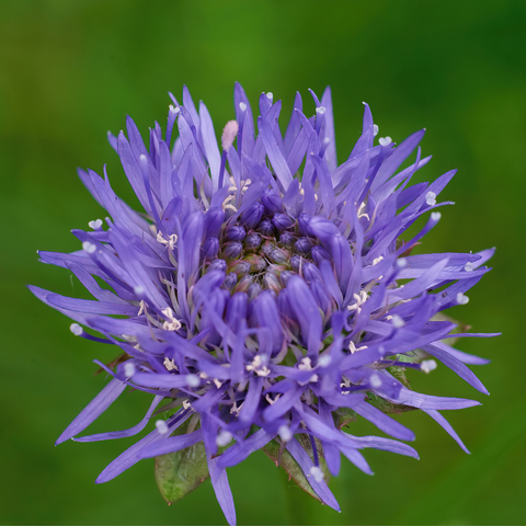 Jasione laevis Blue Light 2L