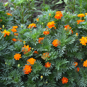 Französische gefüllte Studentenblumen (Tablett mit 20 Pflanzen)