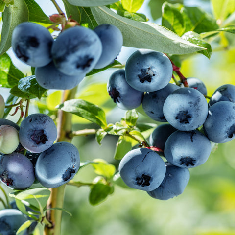 Blaubeere 'Bluegold' 2L