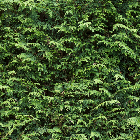 210 cm hohe, im Topf gepflanzte grüne Zypressen (Cupressus Leylandii) als Heckenpflanzen