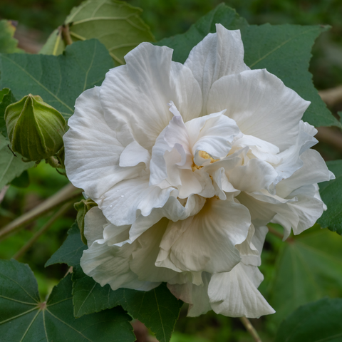 Hibiscus Syriacus 'Admiral Dewey' - Weiß