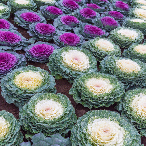 Chou ornemental de la famille des Brassicacées (3 plants en pots de 12 cm)