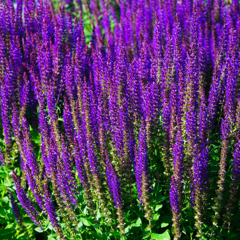 Salvia nemorasa 'Caradonna' 9cm / 2L