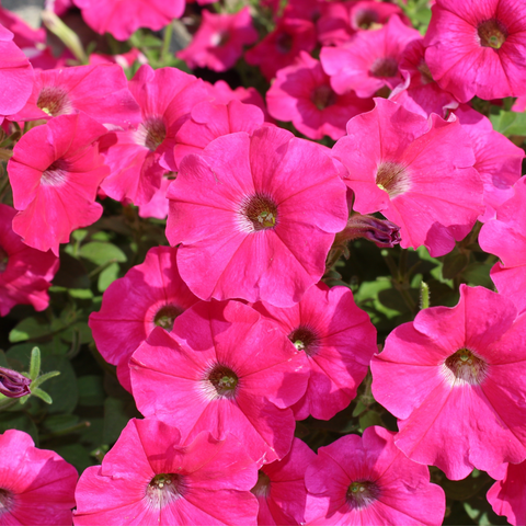 Petunie 'Trailing Surfinia Hot Pink' 9 cm