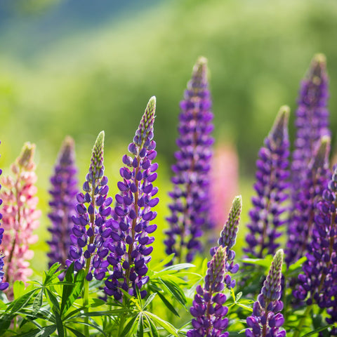 Lupin 'Gallery Blue' (Two Sizes Available)