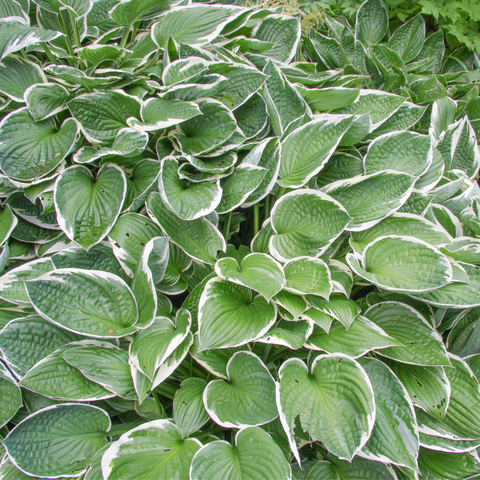 Hosta 'Francee' (fortunei) 9cm/2L