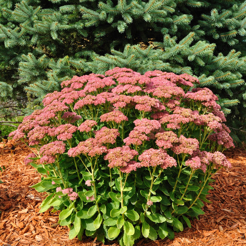 Sedum 'Autumn Joy' 9cm