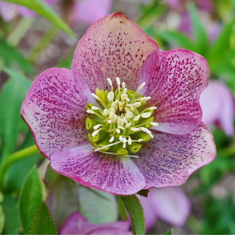 Christrose/Helleborus orientalis - Rosa (9 cm)