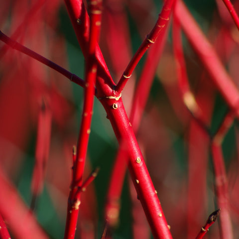 Cornus 'Sibirica' (Siberian Dogwood) 2L