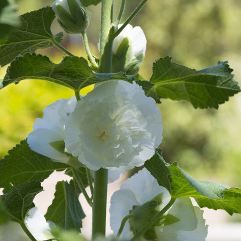 Stockrose (Alcea) 'Chaters White' 9 cm