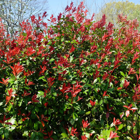 Photinia 'Carré Rouge' 9 cm/2 L