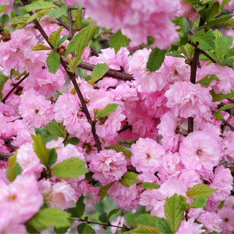 Prunus Triloba | Double Flowering Cherry-Almond Blossom Tree