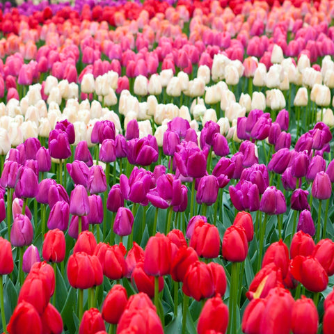 Tulip Triumph Mixed Bulbs (5 Bulbs)
